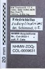 Etikett zu Priopus basalis (Schwarz, 1901)